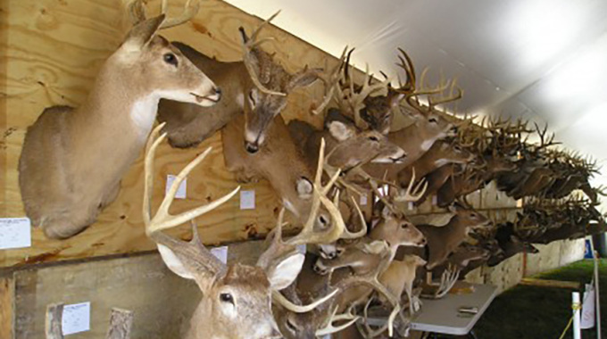 Rarden Whitetail Deer Festival